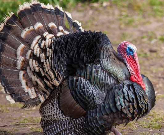 Pasture Raised Turkey